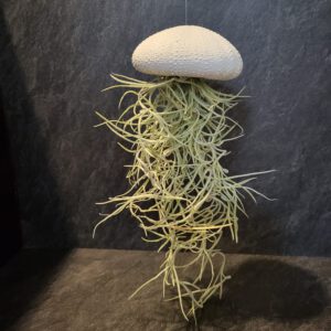 Airplant klein