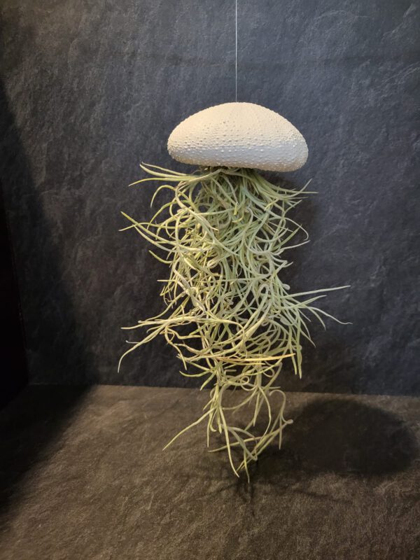 Airplant groot - Afbeelding 6