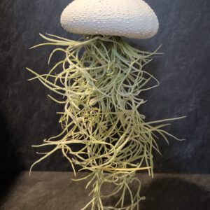 Airplant groot