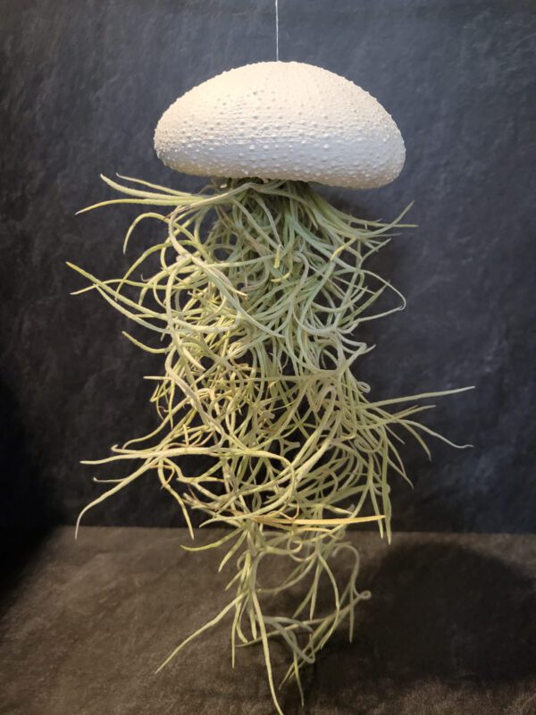 Airplant groot
