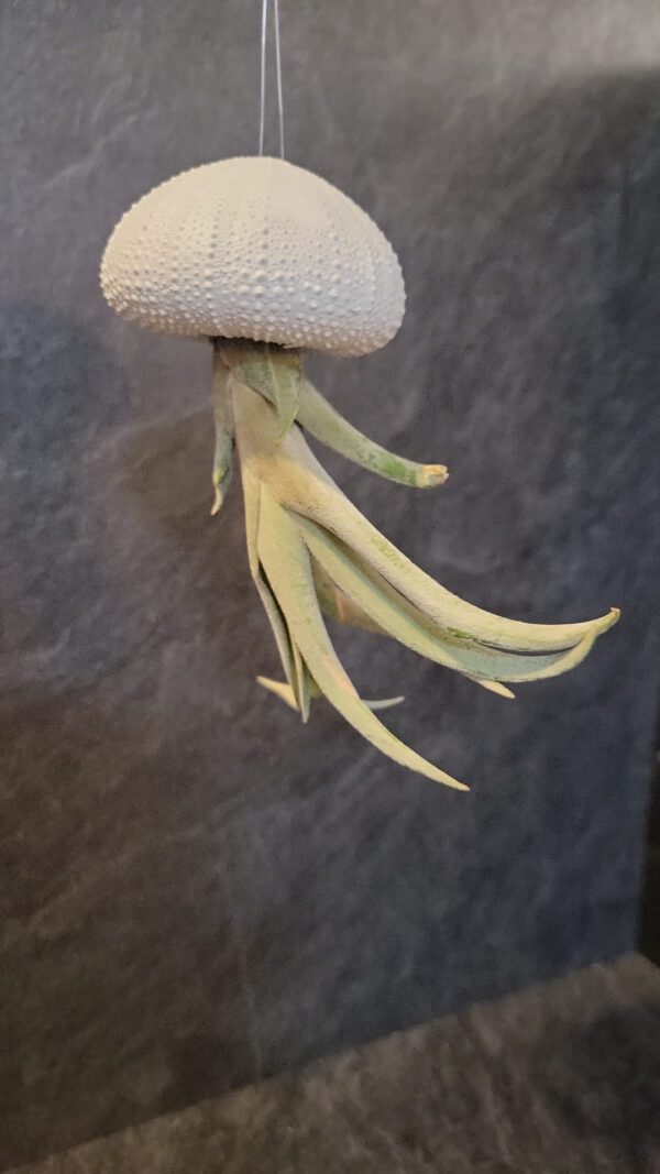 Airplant klein - Afbeelding 7
