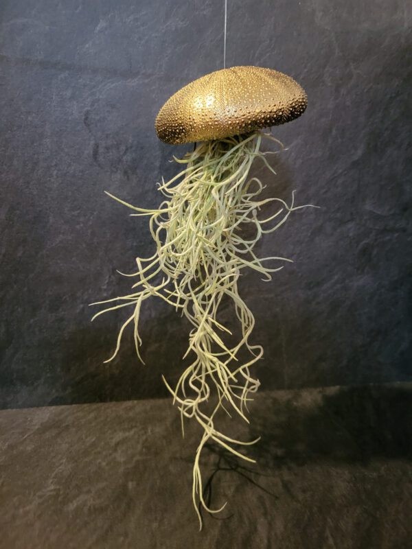 Airplant groot - Afbeelding 3