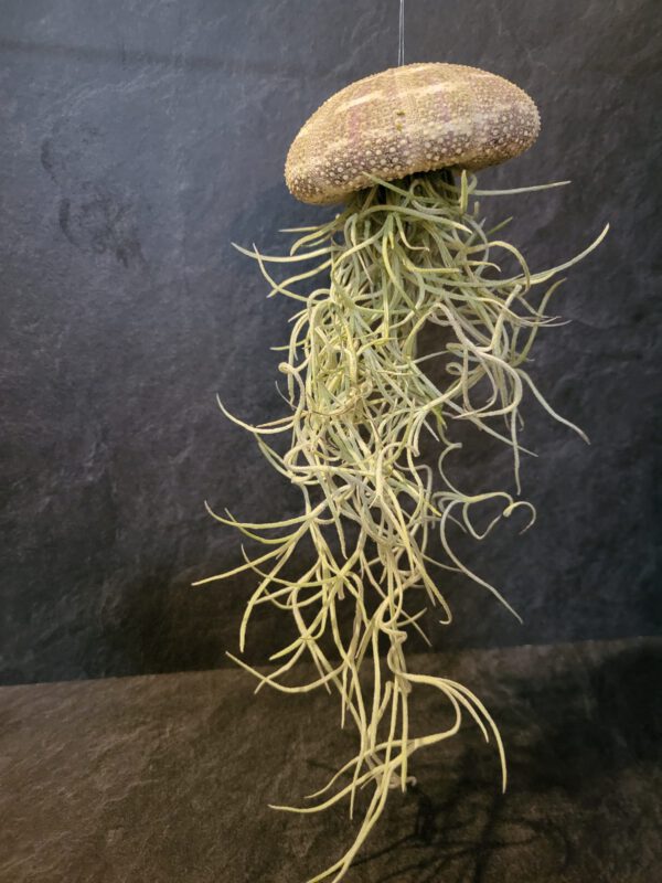 Airplant groot - Afbeelding 9