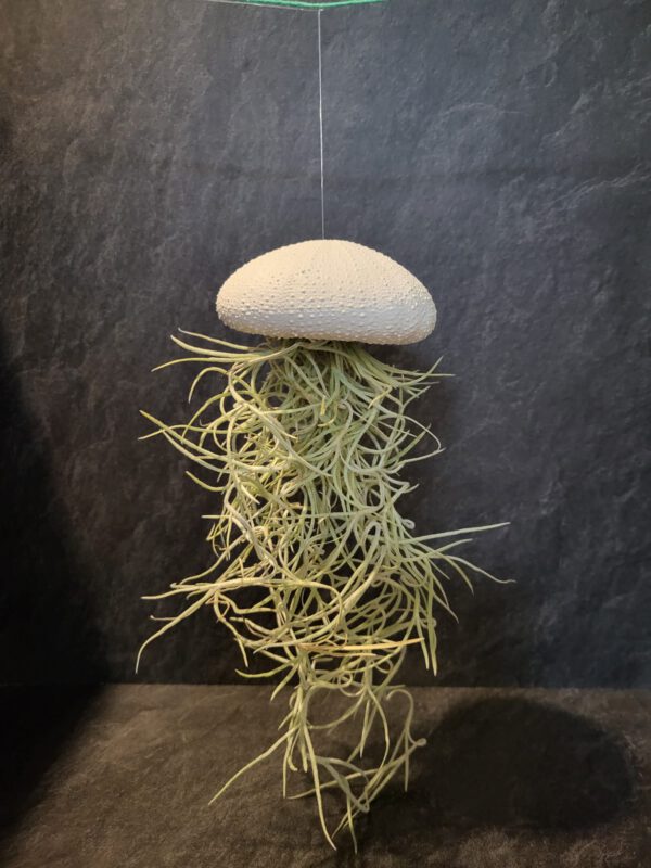 Airplant groot - Afbeelding 11