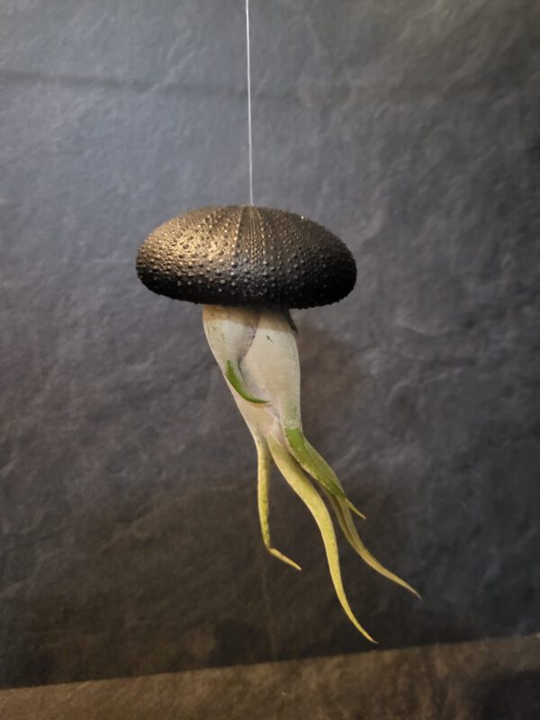 Airplant groot - Afbeelding 8