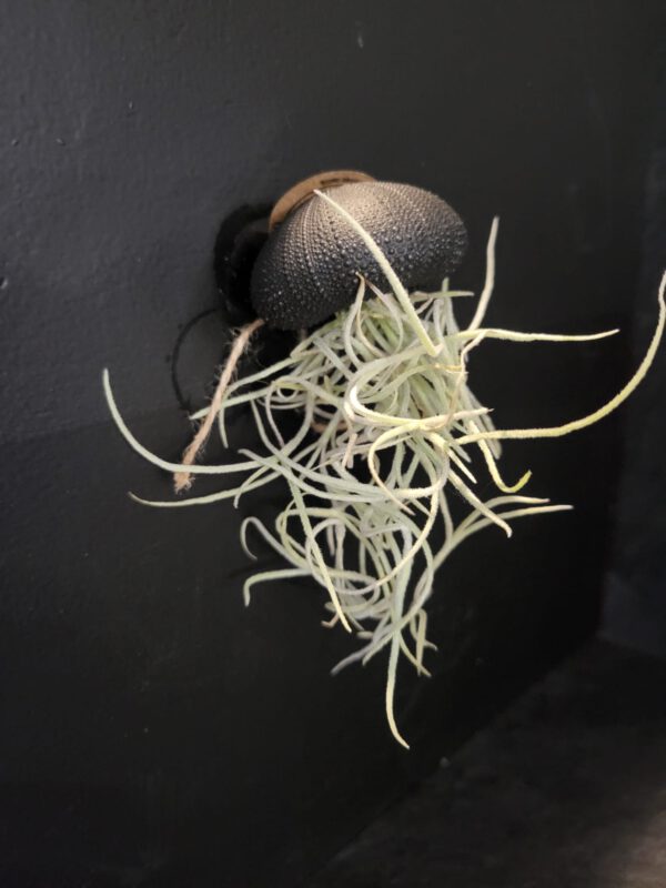 Airplant groot - Afbeelding 7