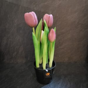 Tulpen in pot