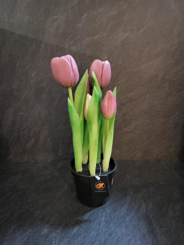 Tulpen in pot